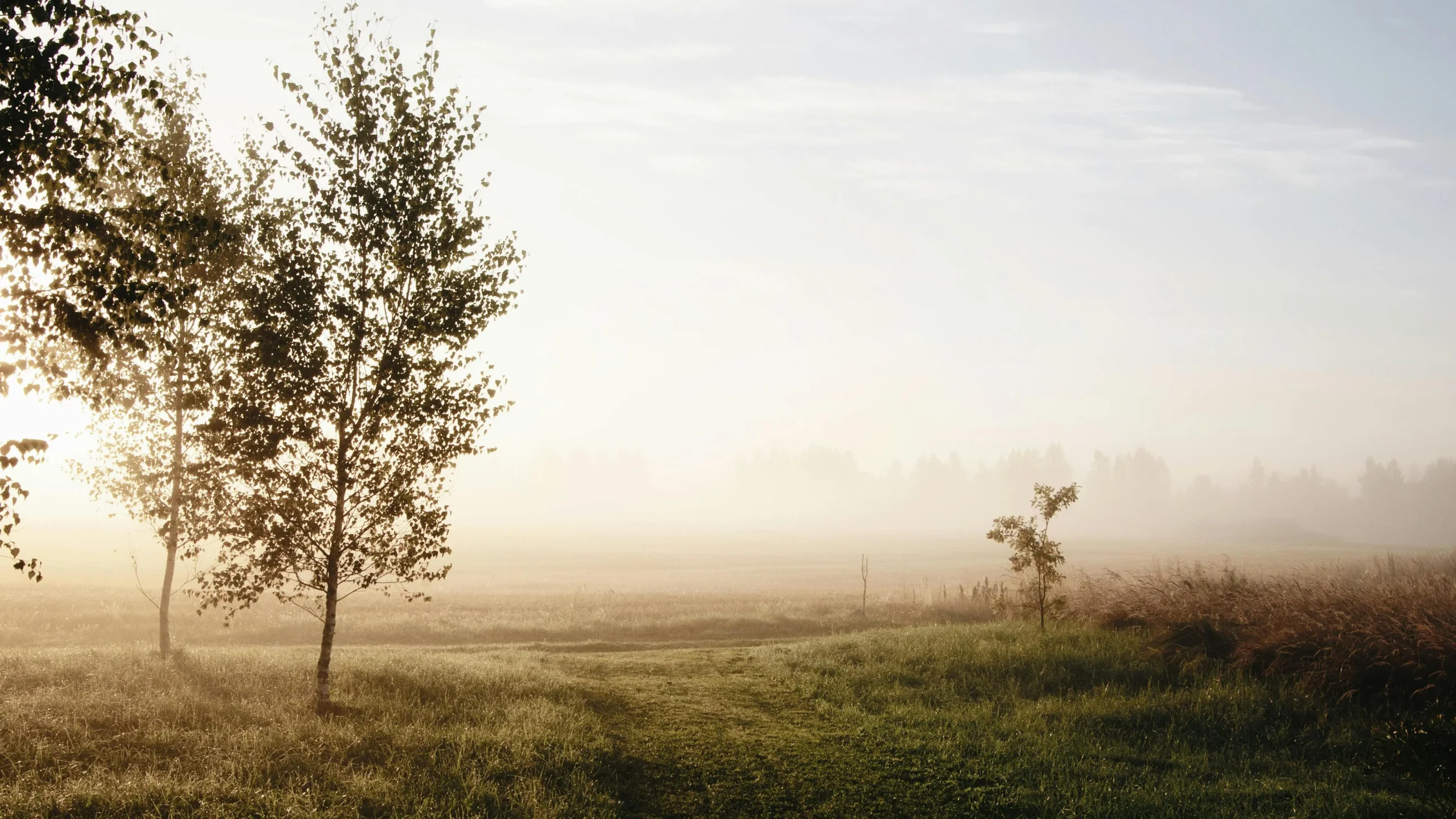 Misty countryside landscape at dawn, perfect for a dopamine detox.