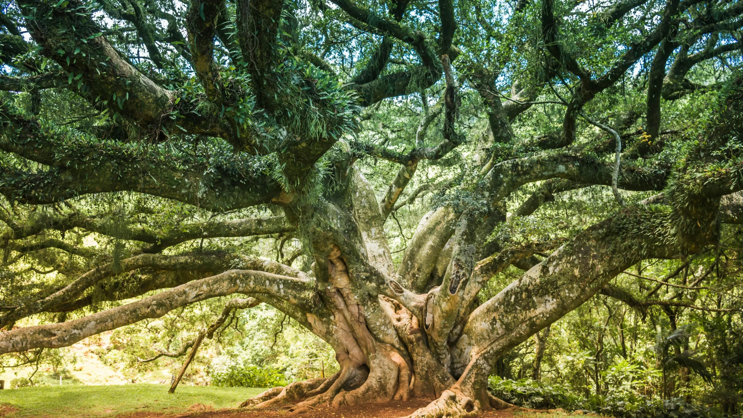 Tree with many branches to improve memory skills