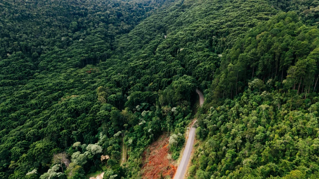 Mountain road winding through a forest, symbolizing mental fatigue.