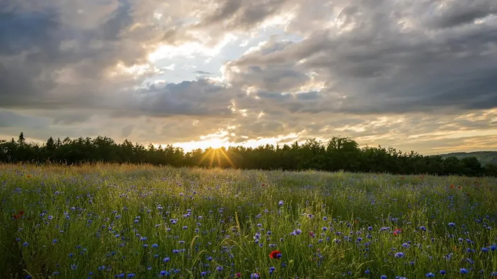 Field of wildflowers at sunset symbolizing natural ways to increase dopamine and serotonin