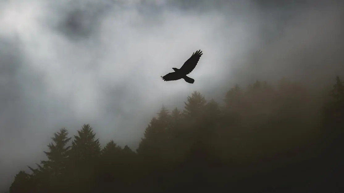 Black hawk soaring high, symbolizing mental alertness.