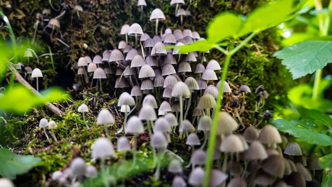 Forest mushrooms showcasing natural nootropics