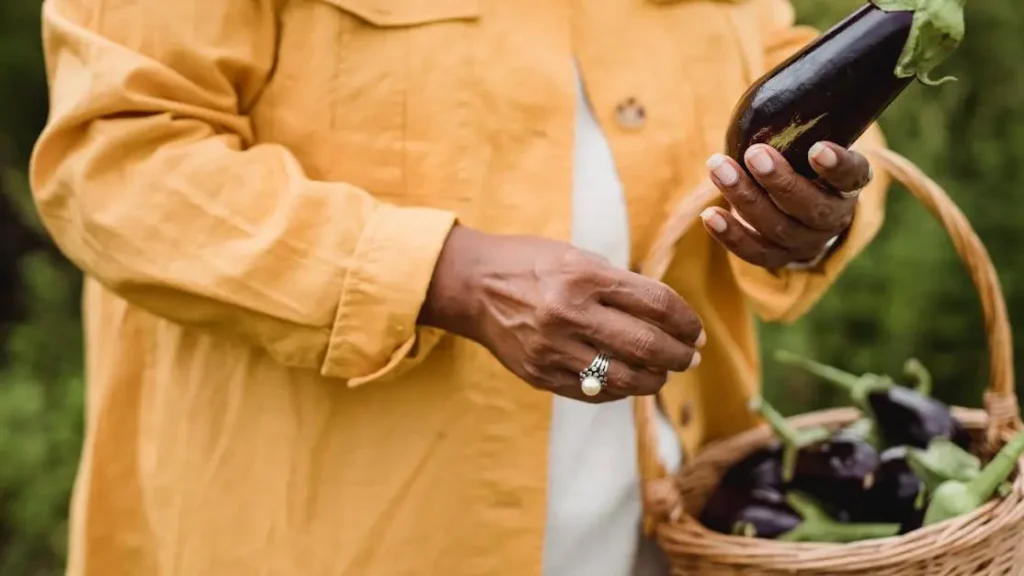 Ethnic woman harvesting eggplants, benefiting from vitamin B6's role in dopamine production