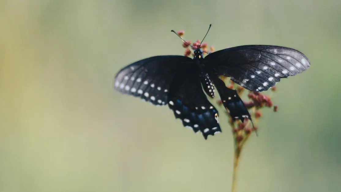 Black butterfly on a leaf illustrating short attention spans.